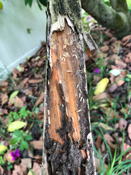 Subterranean termite in wood